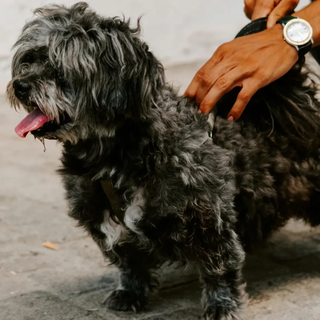 A fluffy Cavapoo with a perfect Teddy Bear cut style looking at camera