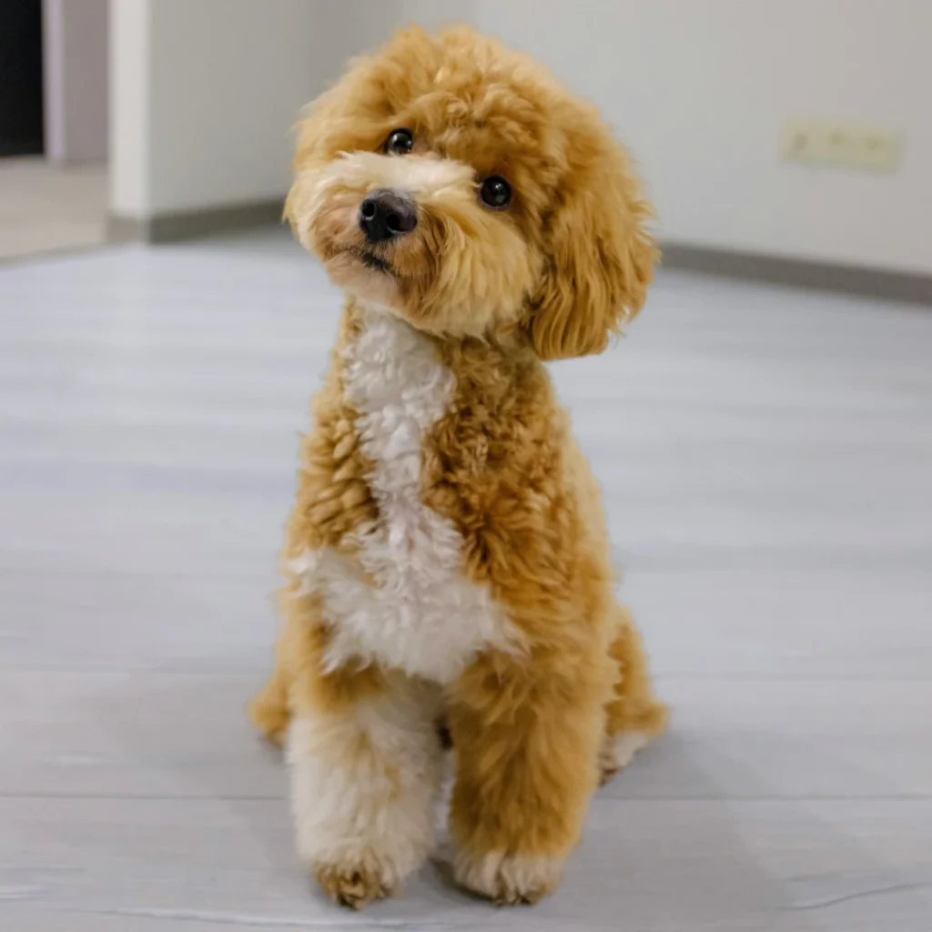 Professional undercoat rake for grooming Cavapoo and Doodle breeds